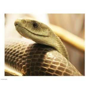  Liebermans PPBPVP0692 Black Mamba 10.00 x 8.00 Poster 