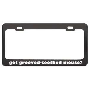 Got Grooved Toothed Mouse? Animals Pets Black Metal License Plate 