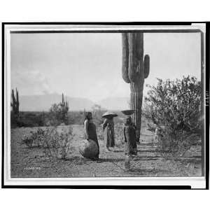  Saguaro fruit gatherers,Maricopa,Arizona,AZ,cactus plant 