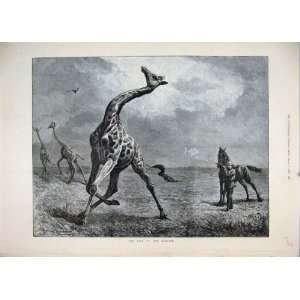  1884 Giraffe Man Shooting Horse Antique Fine Art