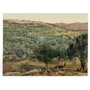   view,Samaria,Holy Land,(i.e.,Sabastiyah,Israel)