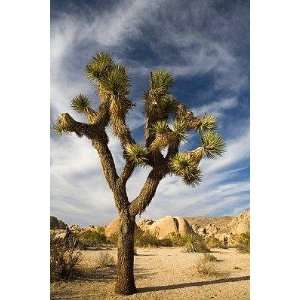  A Joshua Tree in an Arid Landscape   Peel and Stick Wall 