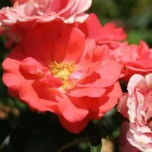  Coral Drift Rose   #1 container Patio, Lawn & Garden