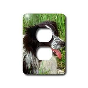  Dogs Border Collie   Border Collie   Light Switch Covers 