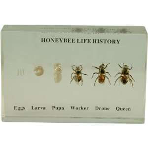  Honey Bee Life History 