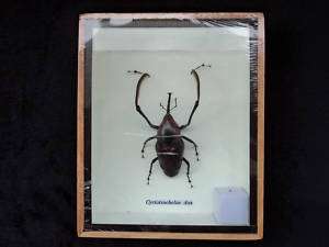 Boxed Cyrtotrachelus Dux Beetle Insect Taxidermy  