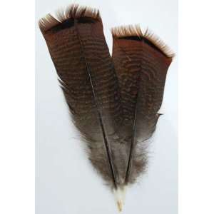  Bronze Turkey Pre tail Feather 