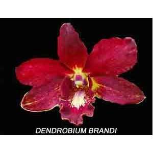 Dendrobium Brandi  Grocery & Gourmet Food