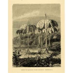  1875 Wood Engraving Peru Tarapoto Palms Iriartea 