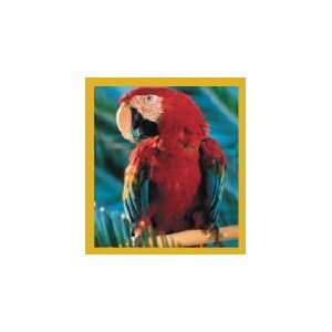  New Magnetic Bookmark Macaw Red Scarlet Macaw High Quality 