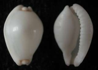 seashell Calpurnus verrucosus DWARF 19mm F++  