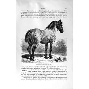   NATURAL HISTORY 1894 PERCHERON CART HORSE CLYDESDALE