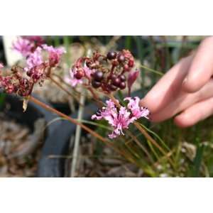  NERINE MASONIORUM