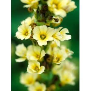 Sisyrinchium Striatum, Close up of Yellow Flower Heads Photographic 