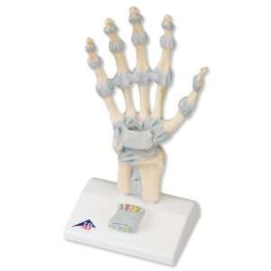 3B Scientific M33 Hand Skeleton Model with Ligaments and Carpal Tunnel 