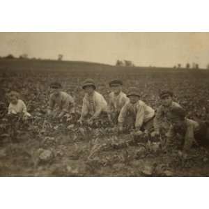   working in the sugar beets for Louis Startz, a farmer Home & Garden