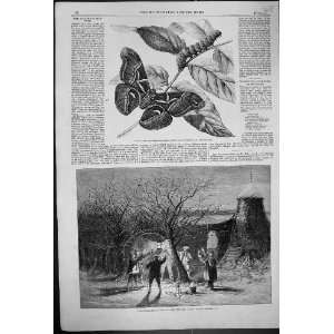  1861 Silkworm Moth Cynthia Caterpillar Cocoon Wassailing 