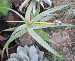 Aloe dumetorum Spreading Deltoid Succulent Leaves  