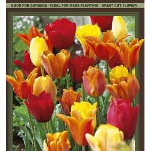  Spring Essentials Mixture Tulip Bulbs 50 Pk Patio, Lawn & Garden