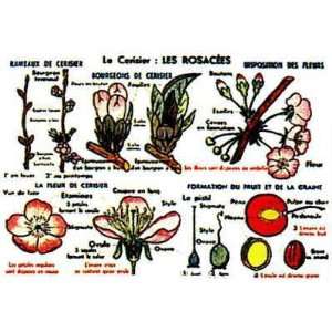  Cerisier Les Rosacees