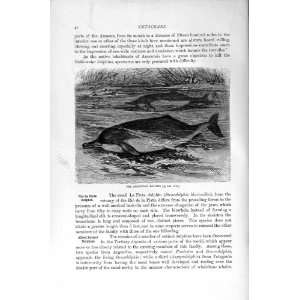    NATURAL HISTORY 1894 95 IAN DOLPHIN CETACEANS