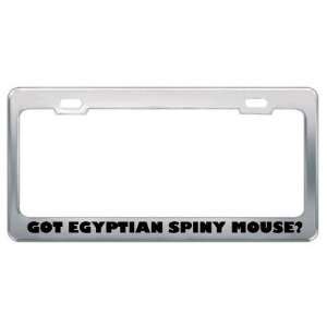  Got Egyptian Spiny Mouse? Animals Pets Metal License Plate 