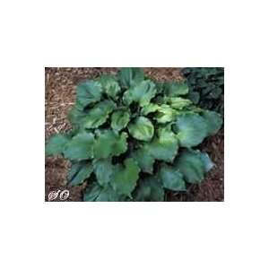  Grand Slam Hosta Patio, Lawn & Garden