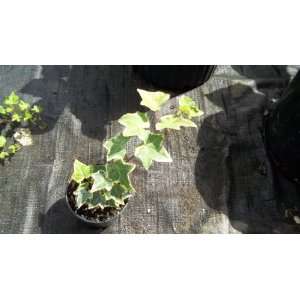  4 Inch English Ivy Hedera helix Ground Cover Variegated 