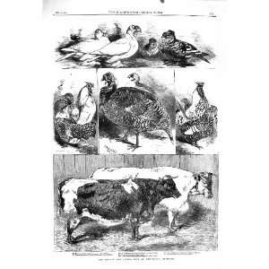   1860 POULTRY CATTLE SHOW BIRMINGHAM TRUMPETER HAMBURGS