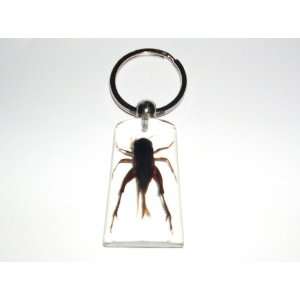  Clear Real Insect Keychain   Cricket (SK1040) Everything 