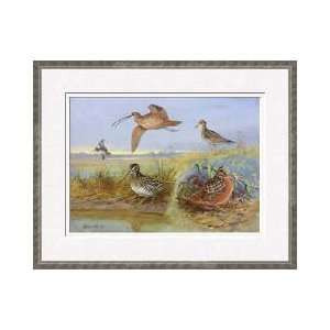  Different Elusive Shorebird Species Framed Giclee Print 