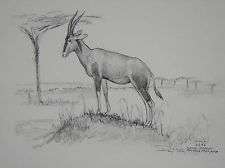 Ray Harm White Wildebeest African Safari Sketch Print