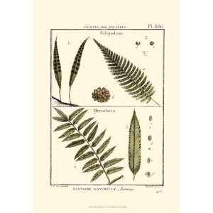  Fern Classification I   Poster by Denis Diderot (13x19 