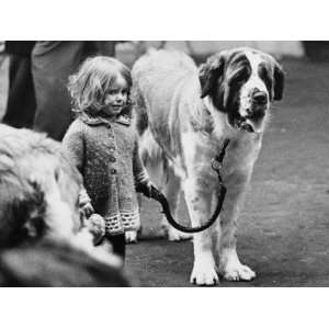  Small Girl with Very Large St. Bernard Dog Stretched 