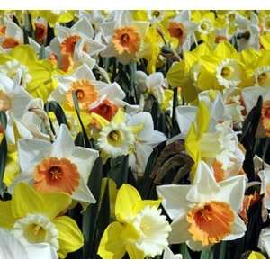 Narcissus Large Cup Mixed Colors   300 per Crate  Kitchen 