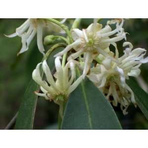  White Florida Anise (Illicium floridanum Alba) Patio 