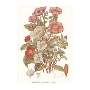   Print   Theaceae   Artist Twining  Poster Size 8 X 5