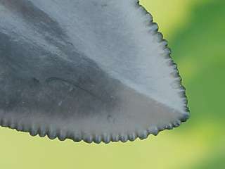   Bone Valley Megalodon Shark Tooth With The Tip Serration