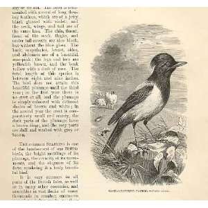  Rose Coulored Pastor 1862 WoodS Natural History Birds 