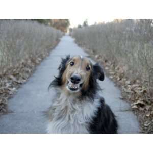 Sheltie Dog Smiles While Sitting on a Neighborhood Sidewalk 