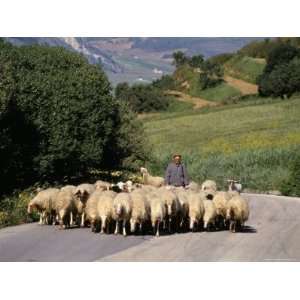 Shepherd on a Country Road, Castelvetrano, Island of Sicily, Italy 