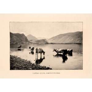 1901 Halftone Print Cattle Study Wading Derwentwater Cumbria England 