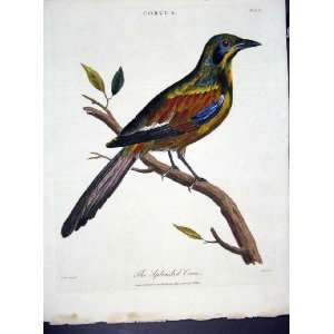  Wilkes Birds C 1804 The Splendid Cron