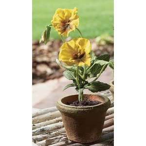  Potted Pansy Flower Plant   Yellow, Red or Purple Patio 