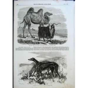    Greyhounds Lady Clare & Asylum, Sappers Camel 1856