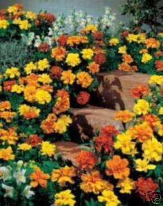 SAFARI MIX FRENCH MARIGOLD 40 SEEDS ALL SAFARIS IN ONE  