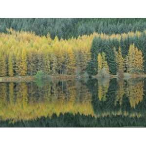  Autumn Larch Trees Reflected in Loch Meig, Strathconon 