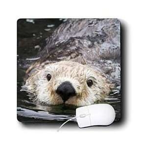  VWPics Animals   Sea Otter (closeup) swimming.(Enhydra 