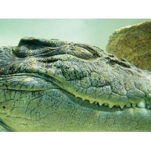  Close View of the Head of an Estuarine Saltwater Crocodile 