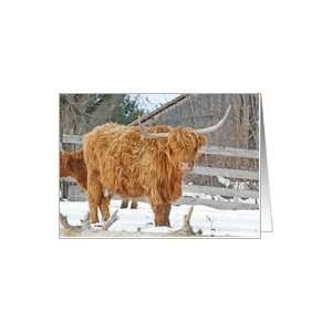  Highland Cattle Christmas Card Card Health & Personal 